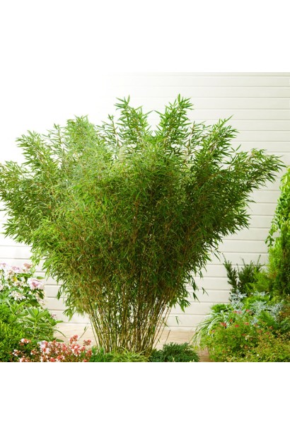 Бамбук Пінгу кущ